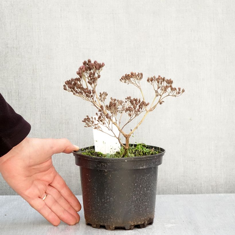 Exemplaar van Sedum Matrona - Hemelsleutel Pot van 2 l/3 l zoals geleverd in de herfst