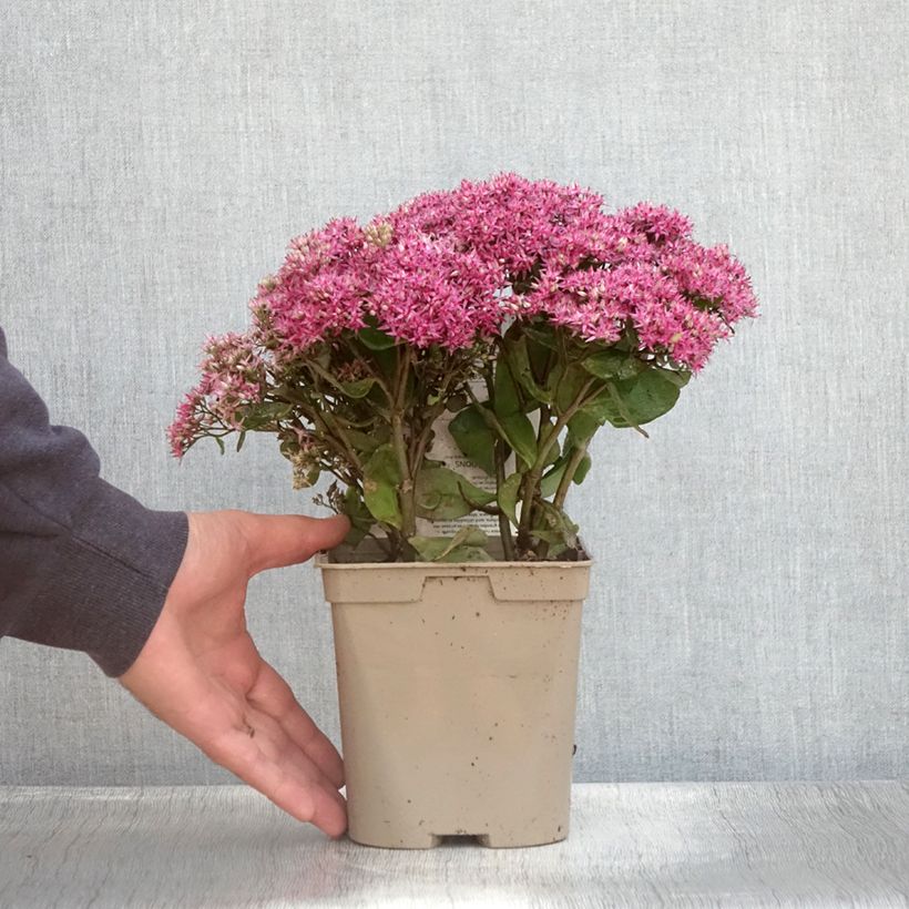 Exemplaar van Sedum Mr Goodbud - Hemelsleutel Pot van 2 l/3 l zoals geleverd in de zomer