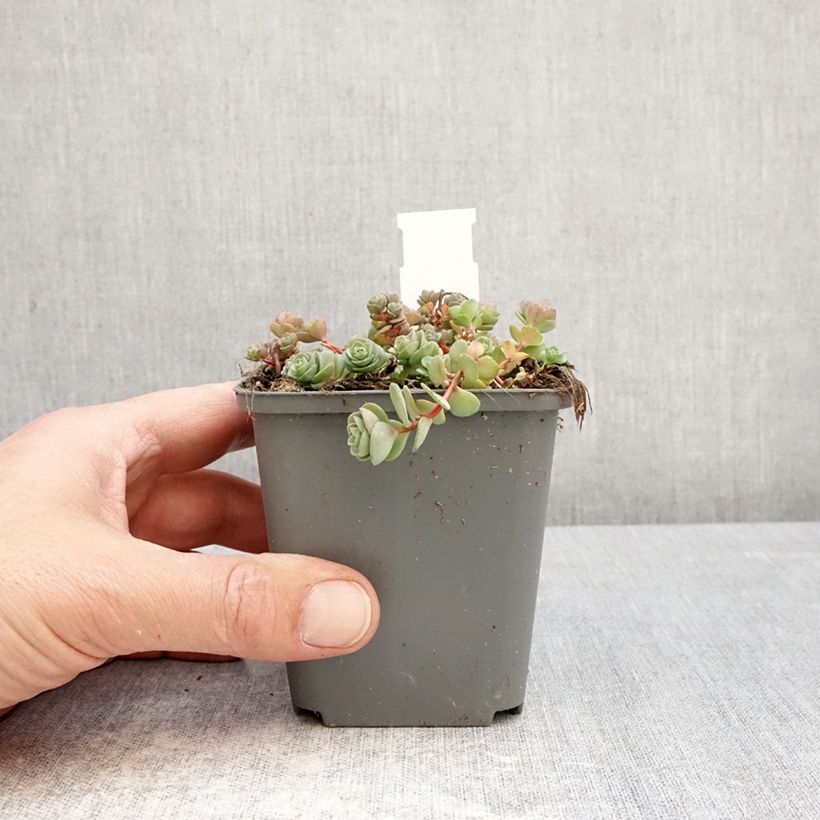 Exemplaar van Hylotelephium ewersii Roze - Hemelsleutel Kweekpotje van 8/9 cm zoals geleverd in de lente