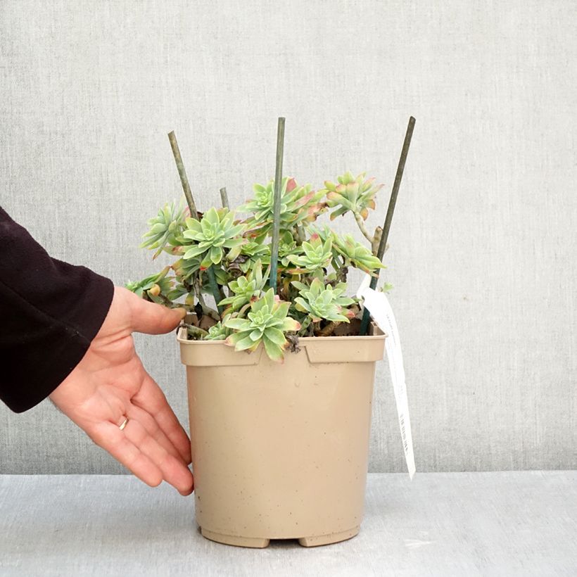 Exemplaar van Sedum palmeri - Vetkruid Pot van 3 l/4 l zoals geleverd in de herfst