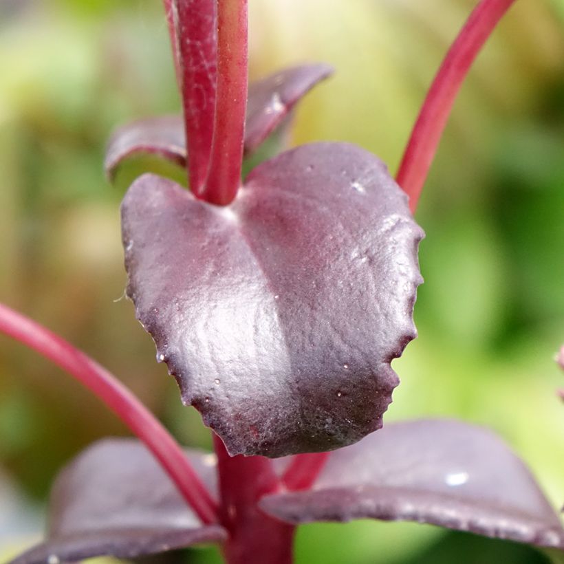 Hylotelephium telephium Peach Pearls - Hemelsleutel (Blad)