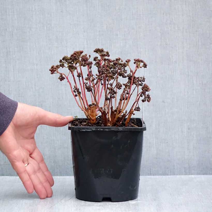 Exemplaar van Hylotelephium telephium Peach Pearls - Hemelsleutel Pot van 1,5 l/2 l zoals geleverd in de herfst