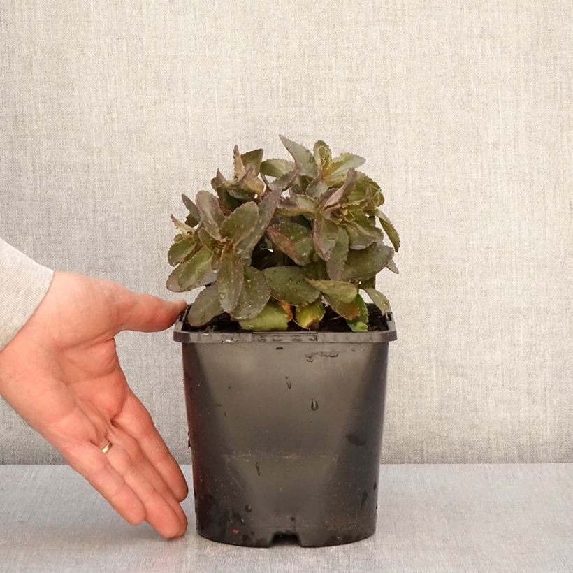 Exemplaar van Hylotelephium telephium Peach Pearls - Hemelsleutel Pot van 1,5 l/2 l zoals geleverd in de lente