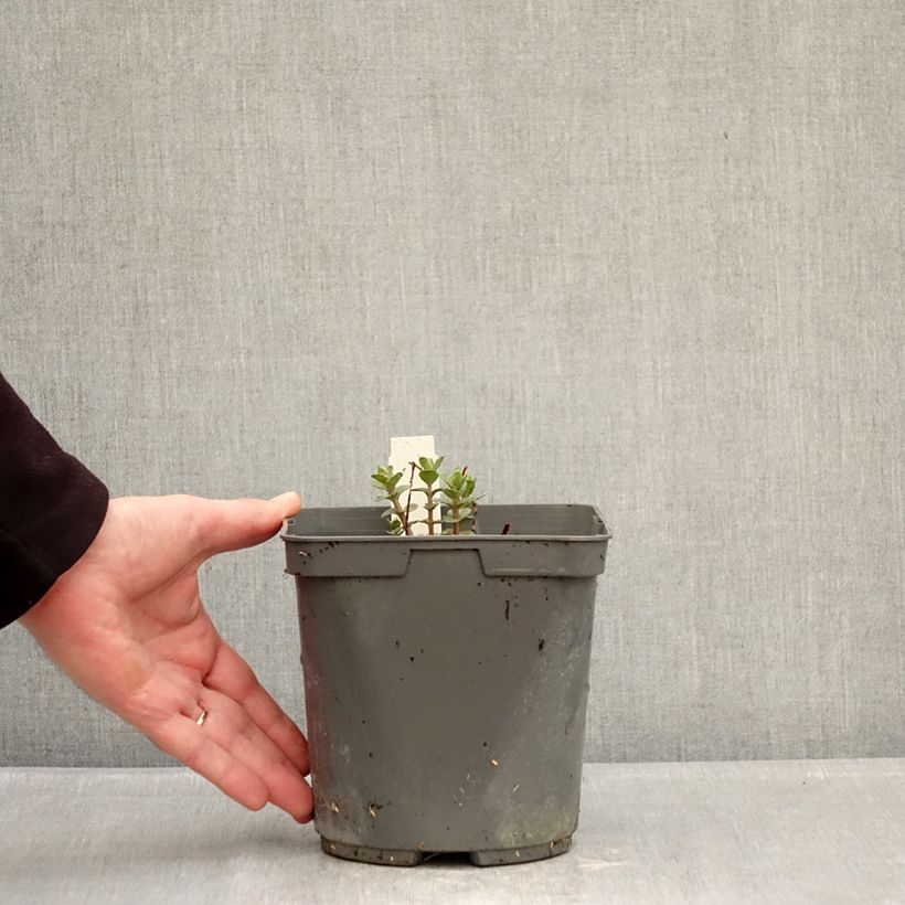 Exemplaar van Sedum Pinky - Orpin Pot van 2 l/3 l zoals geleverd in de winter