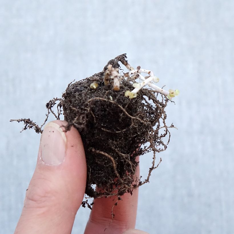 Exemplaar van Sedum Pinky - Orpin Naakte wortel zoals geleverd in de winter