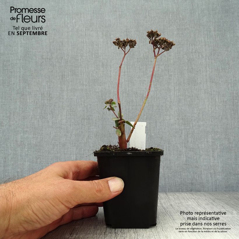 Exemplaar van Hemelsleutel Purple Emperor - Sedum Kweekpotje van 8/9 cm zoals geleverd in de herfst