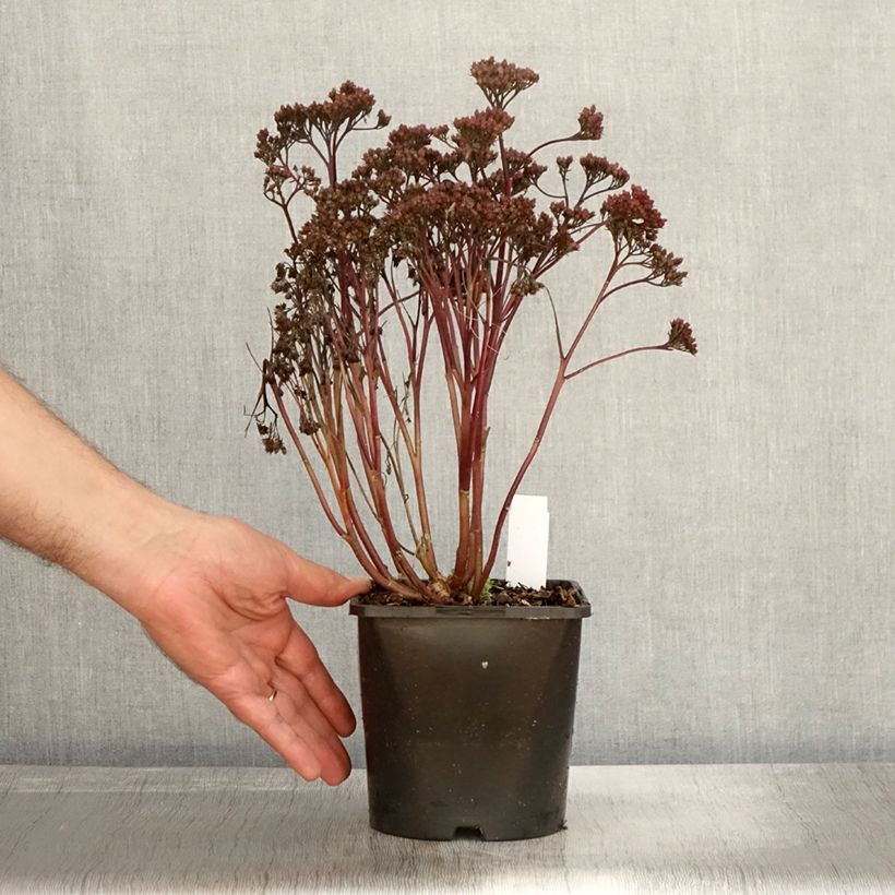 Exemplaar van Hemelsleutel Purple Emperor - Sedum Pot van 1,5 l/2 l zoals geleverd in de herfst