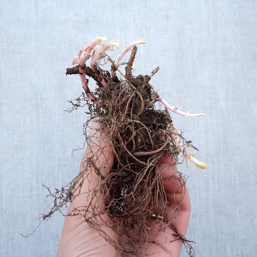 Exemplaar van Hemelsleutel Purple Emperor - Sedum Naakte wortel zoals geleverd in de winter