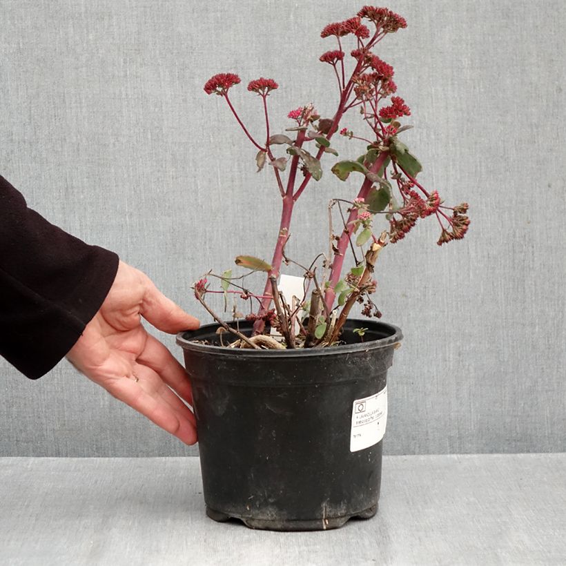 Exemplaar van Sedum Red Cauli - Hemelsleutel Pot van 2 l/3 l zoals geleverd in de herfst