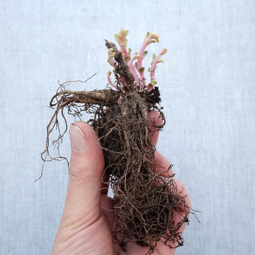 Exemplaar van Sedum Red Cauli - Hemelsleutel Naakte wortel zoals geleverd in de winter