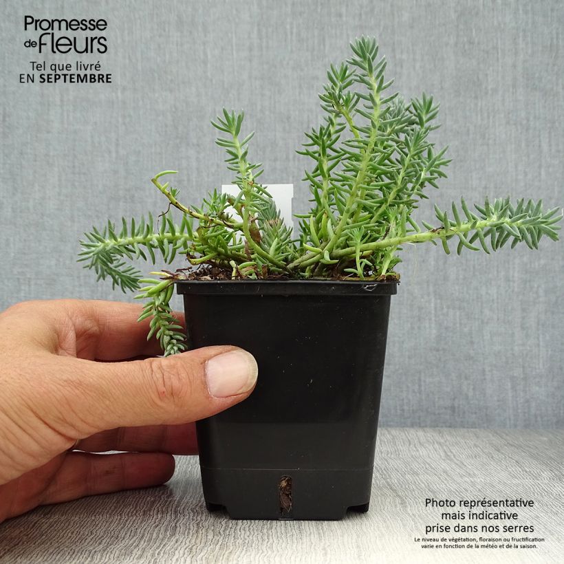 Exemplaar van Sedum reflexum Blue Spruce Kweekpotje van 8/9 cm zoals geleverd in de herfst