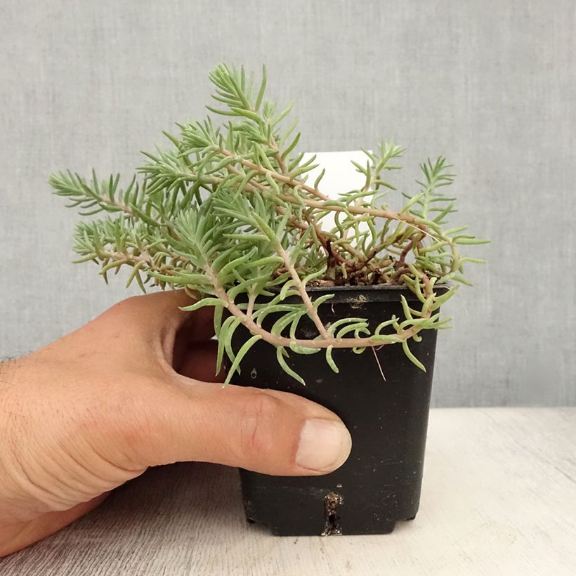 Exemplaar van Sedum reflexum Blue Spruce Kweekpotje van 8/9 cm zoals geleverd in de zomer