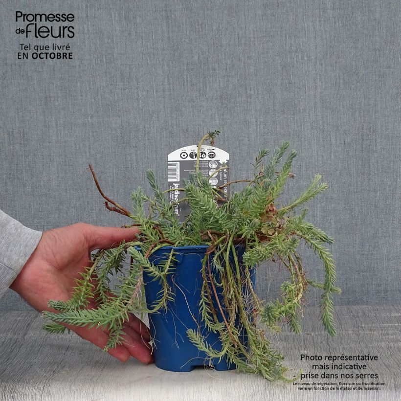 Exemplaar van Sedum reflexum Blue Spruce Pot van 2 l/3 l zoals geleverd in de herfst