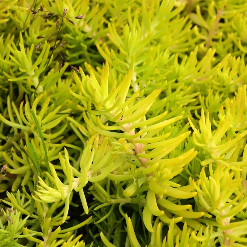 Sedum reflexum Yellow Cushion - Tripmadam (Blad)