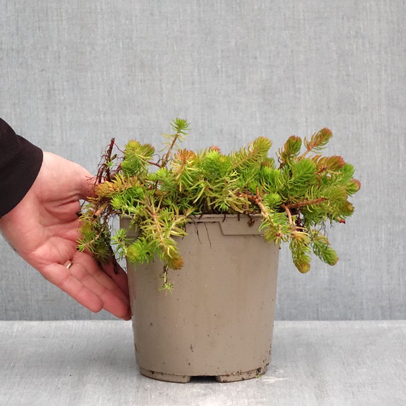Exemplaar van Sedum reflexum Yellow Cushion - Tripmadam Pot van 3 l/4 l zoals geleverd in de herfst