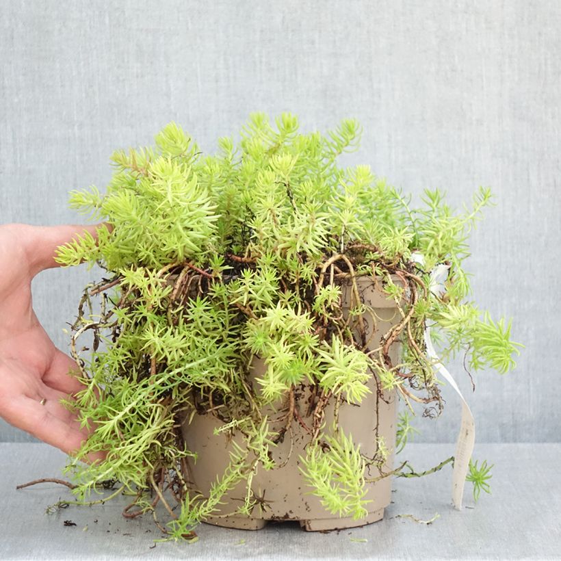 Exemplaar van Sedum reflexum Yellow Cushion - Tripmadam Pot van 3 l/4 l zoals geleverd in de lente