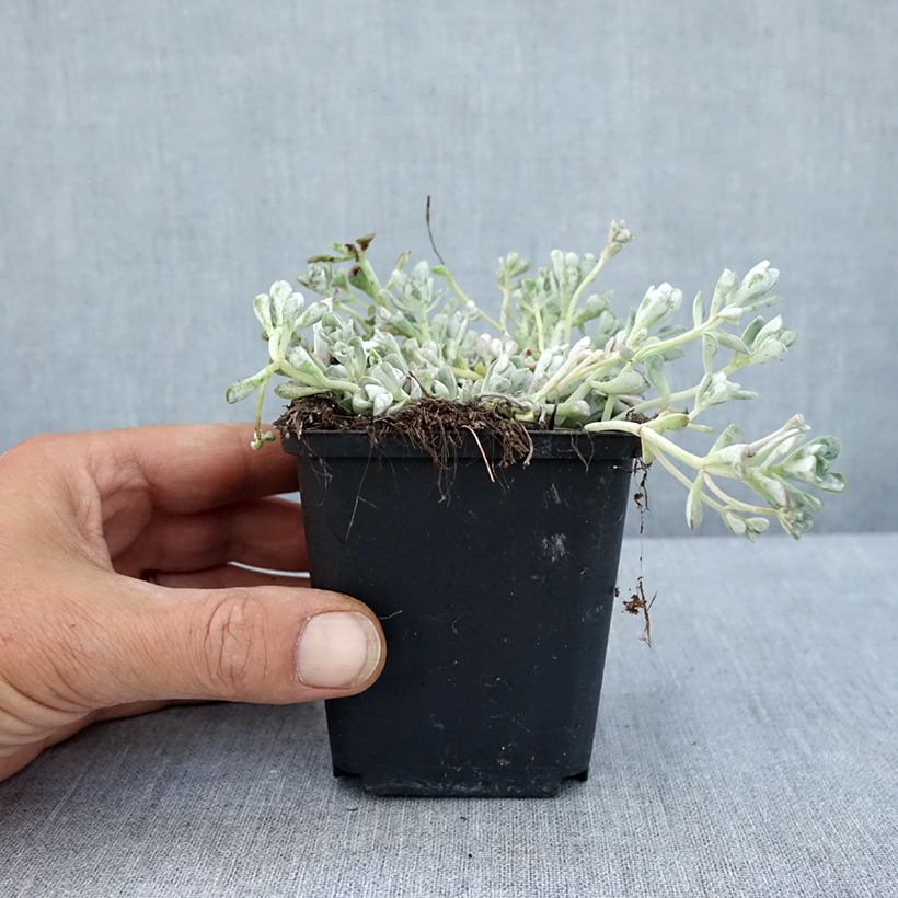Exemplaar van Sedum spathulifolium Cape Blanco - Vetkruid Kweekpotje van 8/9 cm zoals geleverd in de zomer