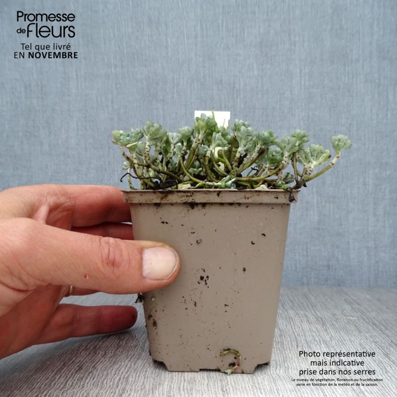 Exemplaar van Sedum spathulifolium Cape Blanco - Vetkruid Kweekpotje van 8/9 cm zoals geleverd in de herfst