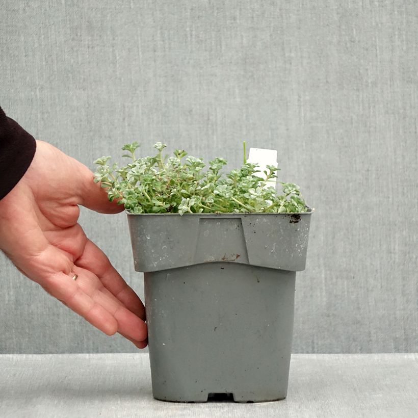Exemplaar van Sedum spathulifolium Cape Blanco - Vetkruid Pot van 1,5 l/2 l zoals geleverd in de herfst