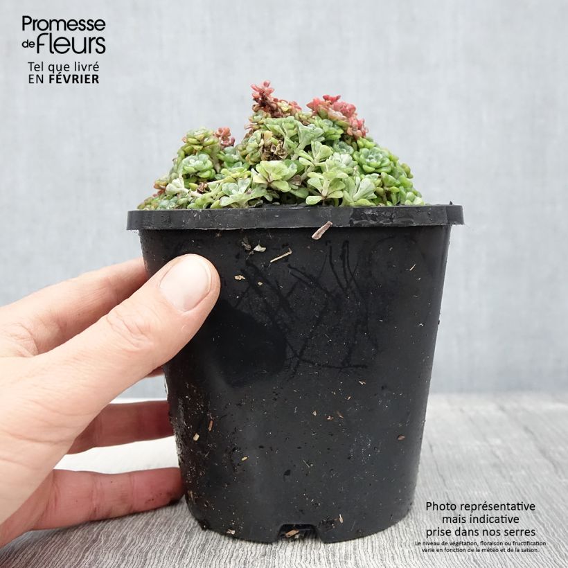 Exemplaar van Sedum spathulifolium Cape Blanco - Orpin rampant Pot de 1,5L/2L zoals geleverd in de winter