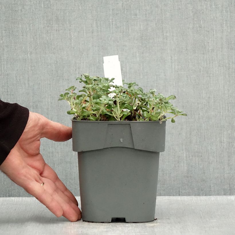 Exemplaar van Sedum spathulifolium Purpureum - Vetkruid Pot van 2 l/3 l zoals geleverd in de herfst