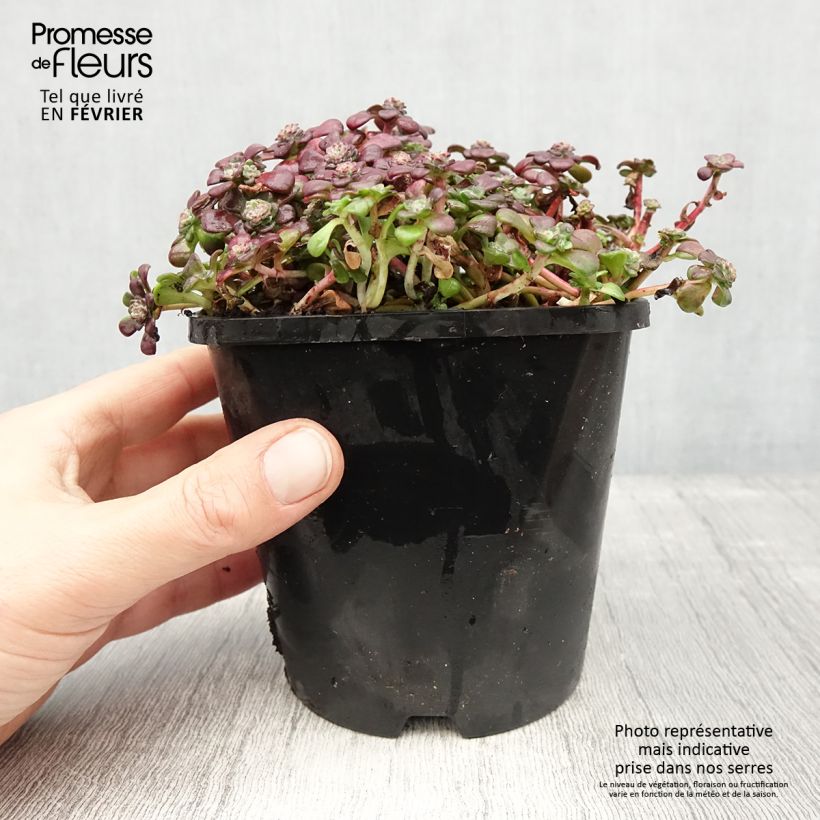 Exemplaar van Sedum spathulifolium Purpureum - Orpin Pot de 2L/3L zoals geleverd in de winter