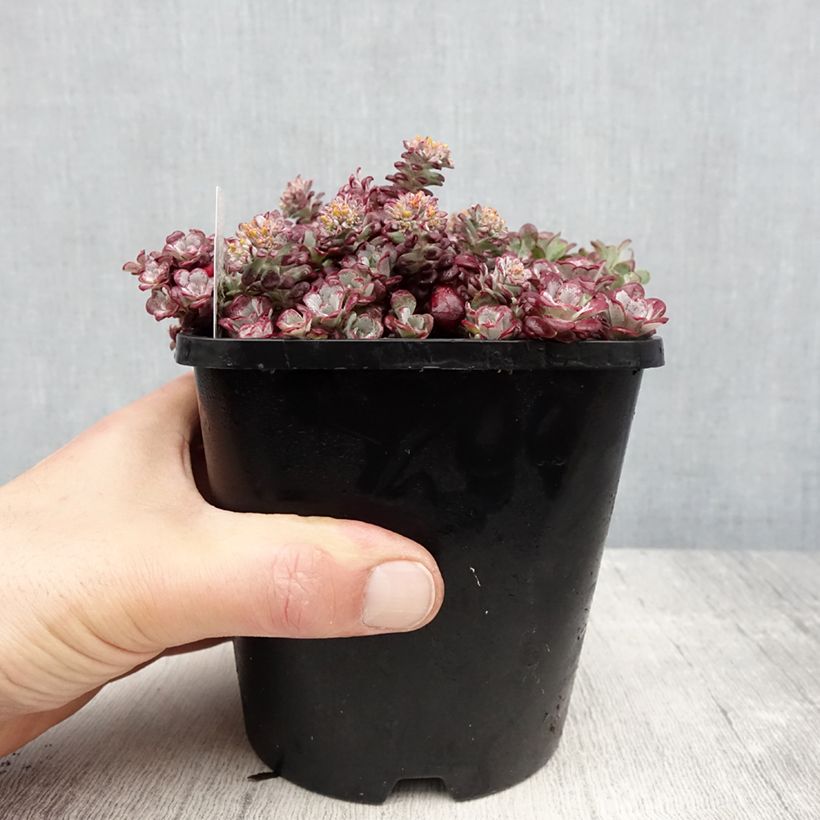 Exemplaar van Sedum spathulifolium Purpureum - Vetkruid Pot van 2 l/3 l zoals geleverd in de lente