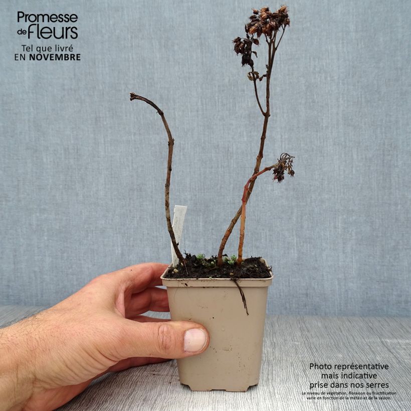 Exemplaar van Sedum spectabile Meteor - Hemelsleutel Kweekpotje van 8/9 cm zoals geleverd in de herfst