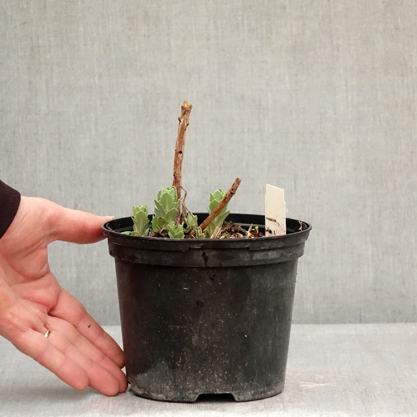 Exemplaar van Sedum spectabile Neon - Hemelsleutel Pot van 2 l/3 l zoals geleverd in de winter