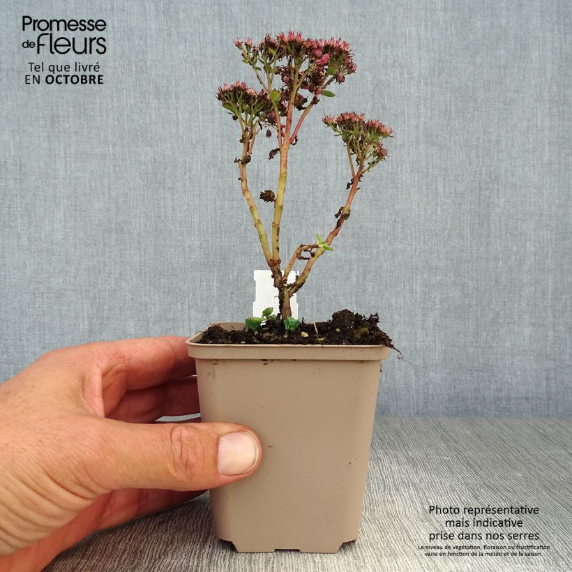 Exemplaar van Sedum spectabile Septemberglut - Hemelsleutel Kweekpotje van 8/9 cm zoals geleverd in de herfst
