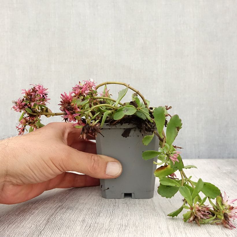 Exemplaar van Sedum spurium Dragon Blood - Roze vetkruid Kweekpotje van 8/9 cm zoals geleverd in de herfst
