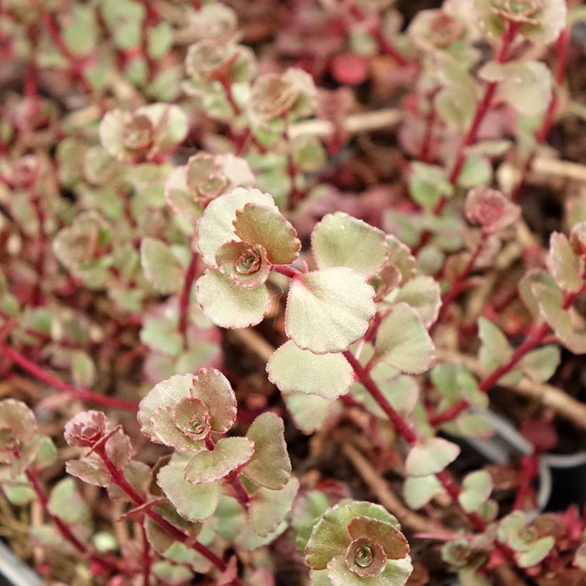Sedum spurium Fuldaglut - Roze vetkruid (Blad)