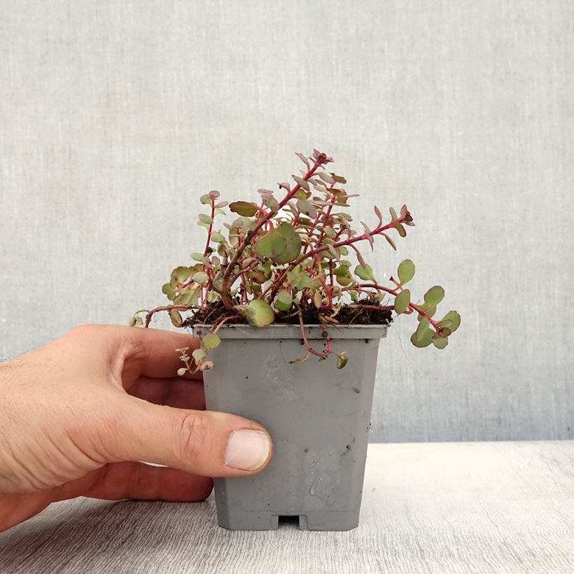 Exemplaar van Sedum spurium Woodoo - Roze vetkruid Kweekpotje van 8/9 cm zoals geleverd in de herfst