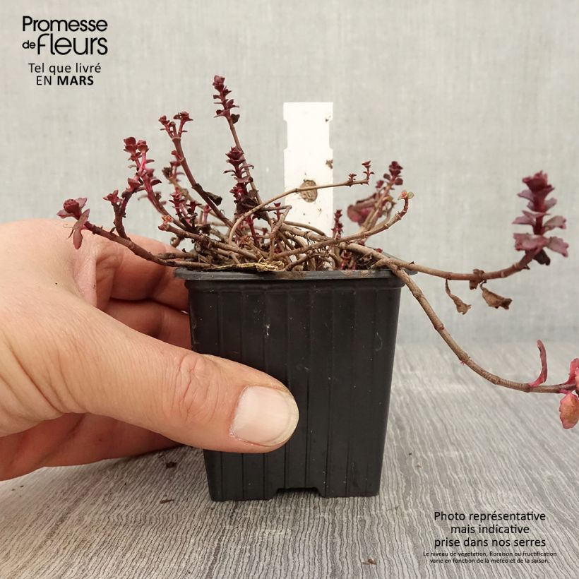 Exemplaar van Sedum spurium Woodoo - Roze vetkruid Kweekpotje van 8/9 cm zoals geleverd in de lente