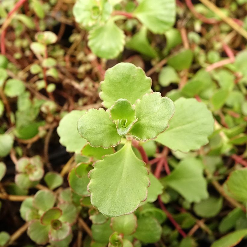Sedum spurium Woodoo - Roze vetkruid (Blad)