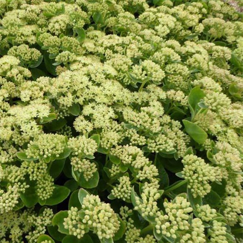 Sedum Sunkissed - Hemelsleutel (Bloei)