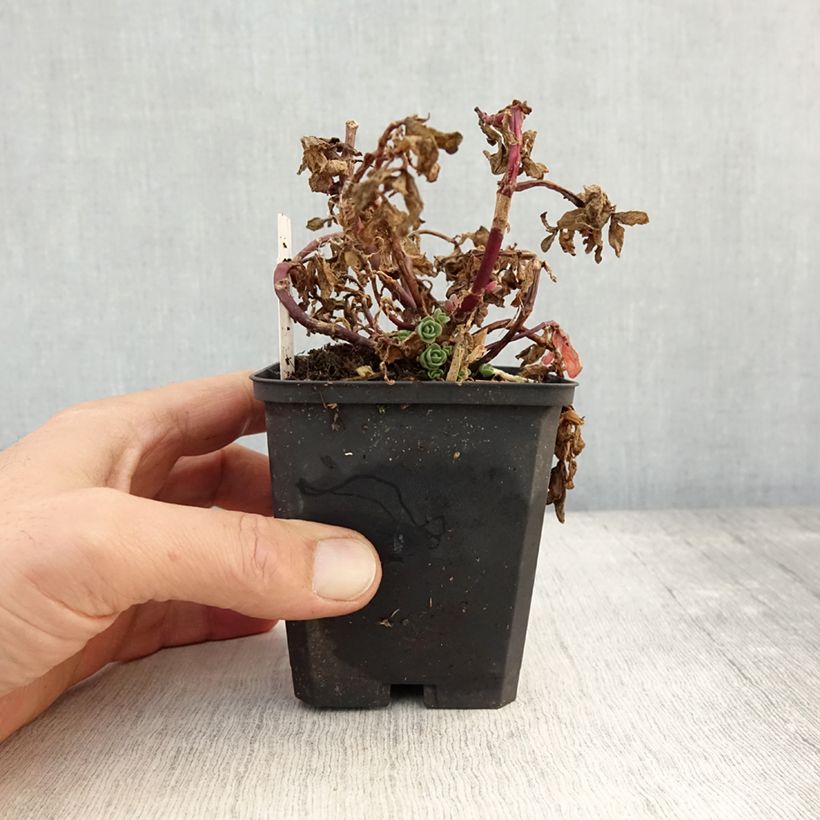 Exemplaar van Sedum Sunsparkler Blue Pearl - Hemelsleutel Kweekpotje van 8/9 cm zoals geleverd in de herfst