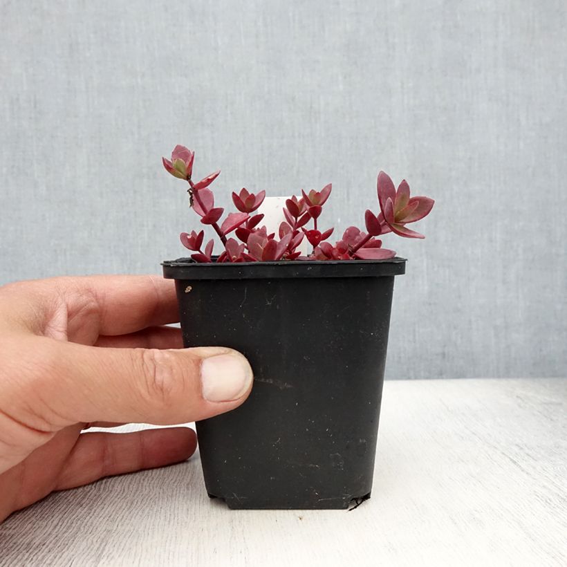 Exemplaar van Sedum Sunsparkler Blue Pearl - Hemelsleutel Kweekpotje van 8/9 cm zoals geleverd in de zomer