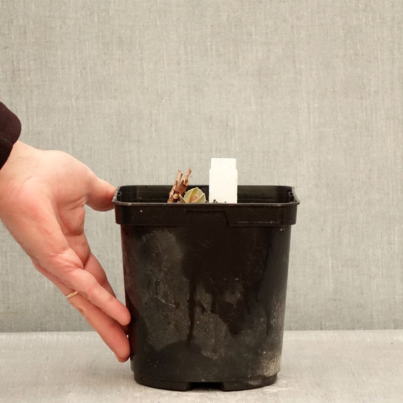 Exemplaar van Sedum Sunsparkler Blue Pearl - Hemelsleutel Pot van 2 l/3 l zoals geleverd in de winter