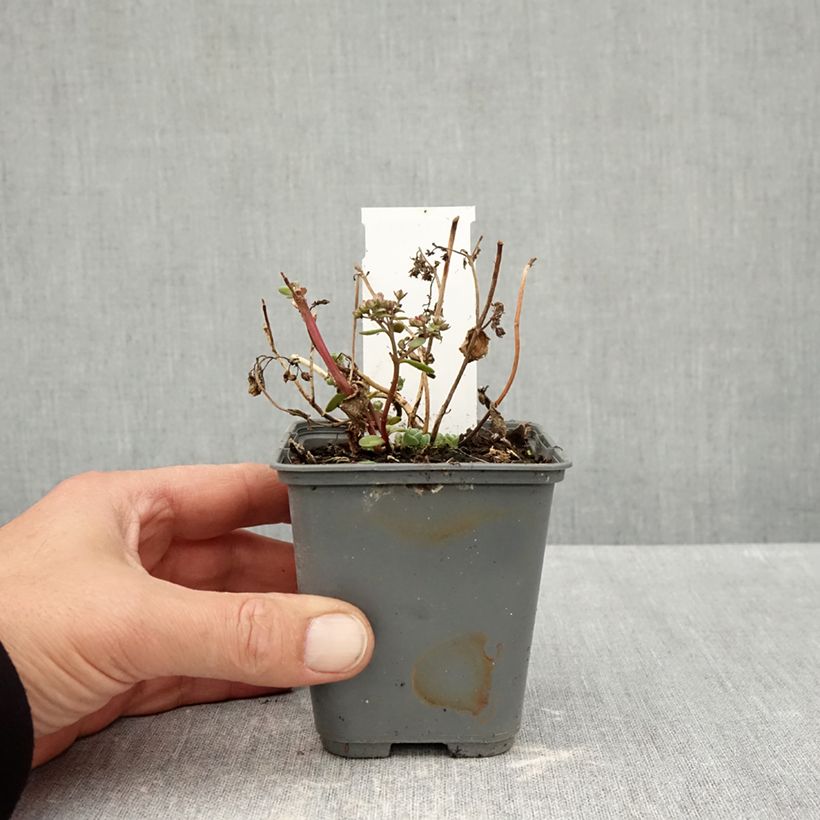 Exemplaar van Sedum Sunsparkler Cherry Tart - Hemelsleutel Kweekpotje van 8/9 cm zoals geleverd in de herfst