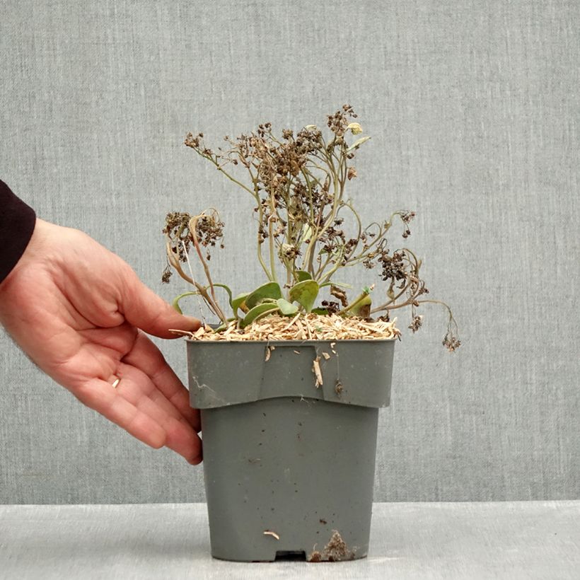 Exemplaar van Sedum Sunsparkler Dazzleberry - Hemelsleutel Pot van 2 l/3 l zoals geleverd in de herfst