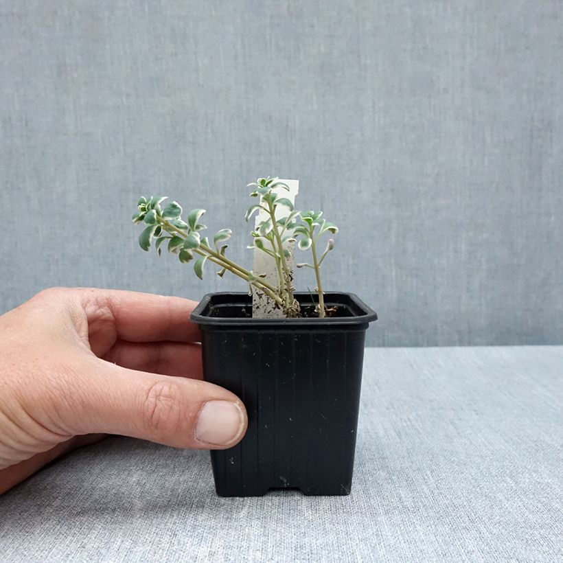 Exemplaar van Sedum Sunsparkler Dream Dazzler - Hemelsleutel Kweekpotje van 8/9 cm zoals geleverd in de lente