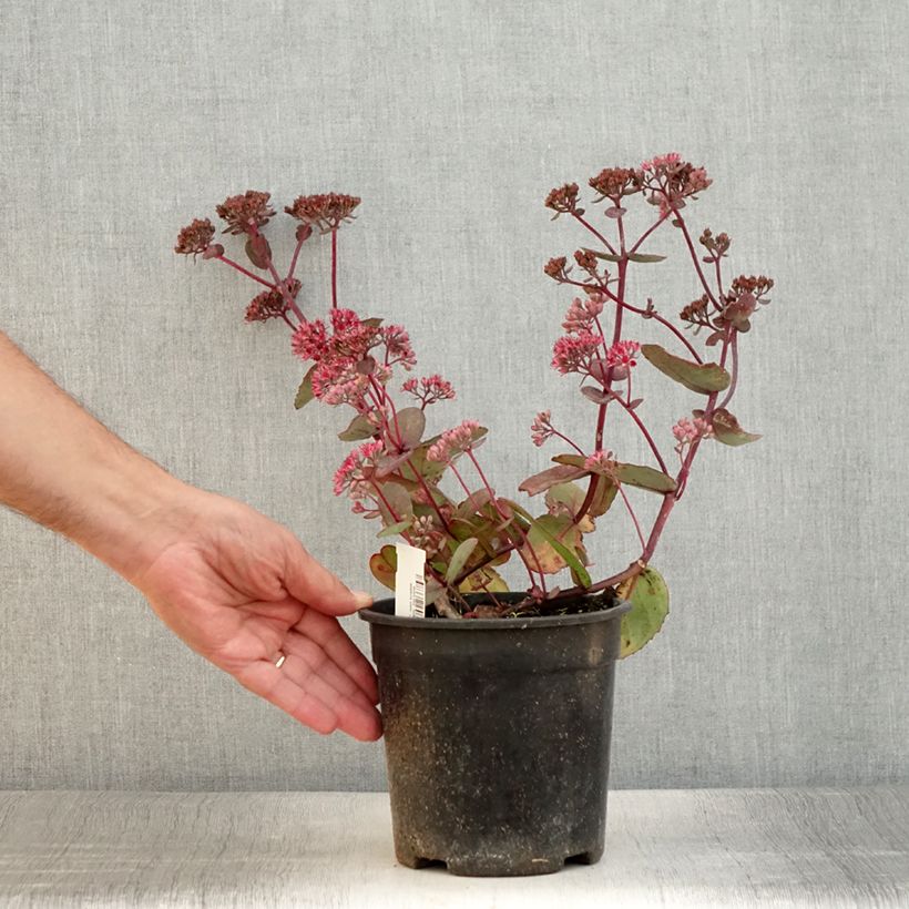 Exemplaar van Sedum Sunsparkler Dream Dazzler - Hemelsleutel Pot van 2 l/3 l zoals geleverd in de zomer