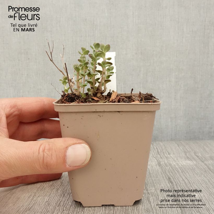 Exemplaar van Sedum Sunsparkler Plum Dazzled - Hemelsleutel Kweekpotje van 8/9 cm zoals geleverd in de lente