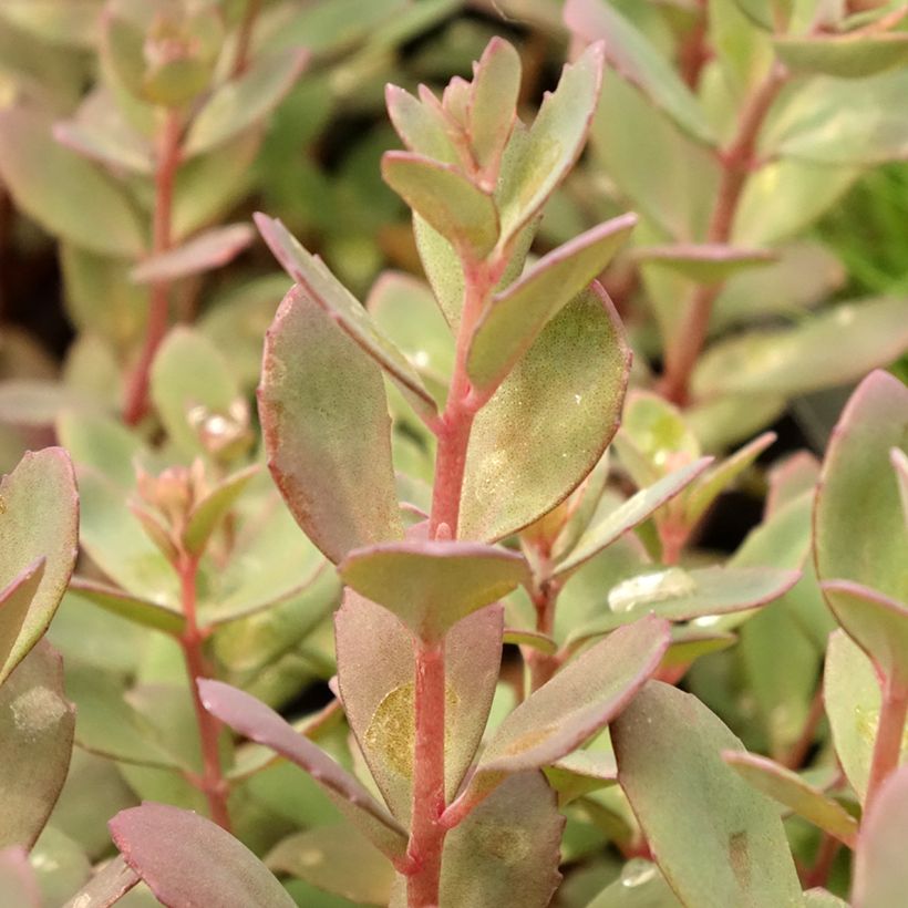 Sedum Sunsparkler Plum Dazzled - Hemelsleutel (Blad)