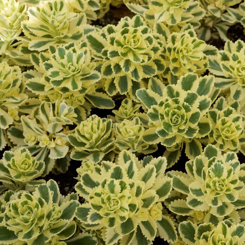 Sedum takesimense Atlantis - Orpin bont (Blad)