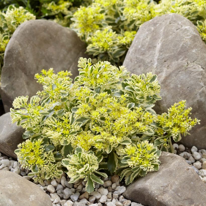 Sedum takesimense Atlantis - Orpin bont (Groeiplaats)