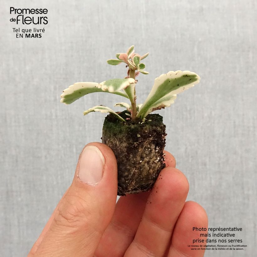 Exemplaar van Sedum takesimense Atlantis - Orpin bont Mini-mot Ø 3/4 cm zoals geleverd in de lente