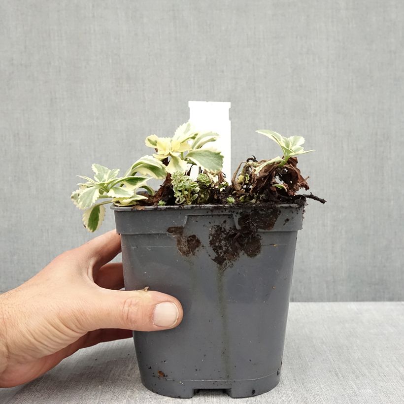 Exemplaar van Sedum takesimense Atlantis - Orpin bont Pot van 1,5 l/2 l zoals geleverd in de herfst