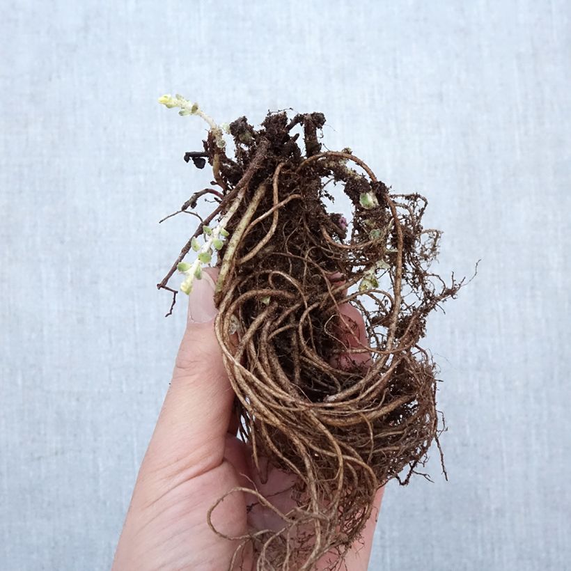 Exemplaar van Sedum takesimense Atlantis - Orpin bont Naakte wortel zoals geleverd in de winter